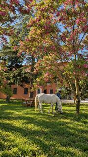B&B Francolino - 7