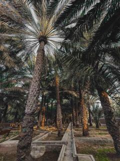 Breeze oasis - 3