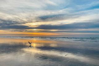 Lofty Pelican - 3