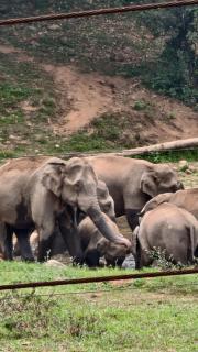 Anugraha Homestay Munnar Private Farm House - 5