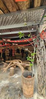 Trạm Thẩm Lé Homestay - 5