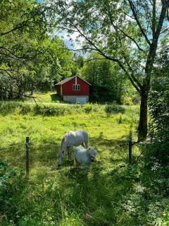 Micro house in a rose garden on a smallholding - 8