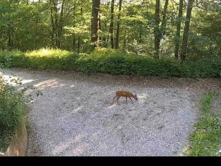 De Goudvink - 8