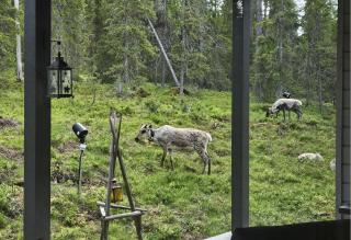 Spacious Villa Ilvesrinne in Ruka - 2 winter ski passes, Sauna, EV Char, Forest views - 5