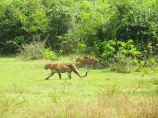 Yala Mobile Camping - 9