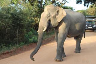Yala Mobile Camping - 0