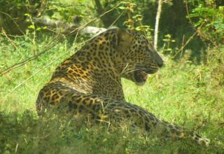 Yala Mobile Camping - 7
