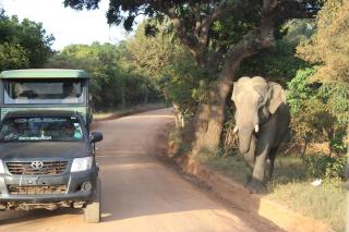 Yala Mobile Camping - 3