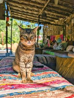 Hobbit House Hostel - 9