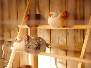 Yoder's Farmstead - 2