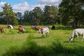 On 80 Acres! Serene Orchard Farm Stay in Lumberton -  - 8