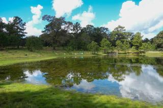 On 80 Acres! Serene Orchard Farm Stay in Lumberton -  - 7