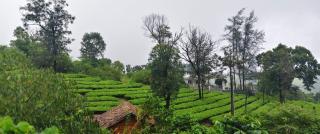 Vaga cardamom couple stay vagamon - 6