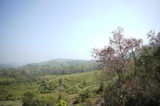 Vaga leaf hill view vagamon - 5