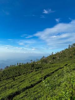 Leisure Mount Cottage -Haputale - 0