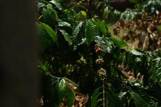 Cloudwood Resort, Wayanad - 7