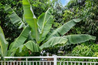 Maison Les Abymes - 60 m², jardin - 2