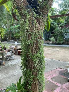 Tree and coffee resort V3 - 5