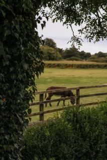 Unique Luxury Stay on Private Organic Farm in the Burren - 4