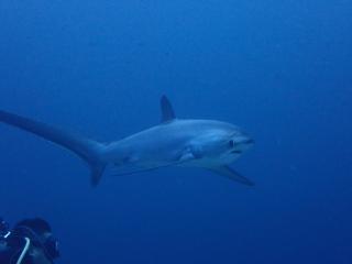 The Shark's Tail Dive Resort - 9