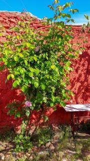 Charming house in Picón with private pool. - 6