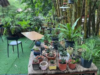 Tree and coffee resort V8 - 4