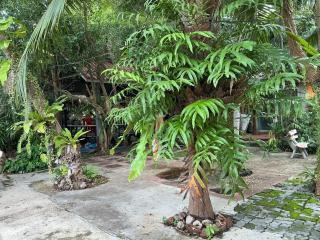 Tree and coffee resort V15 - 2