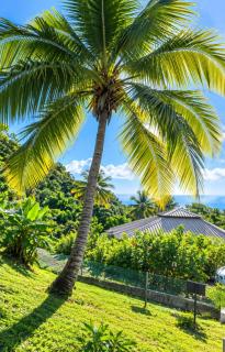 Les Pieds dans l Eau Bungalow sur la plage de Petite Anse - 6