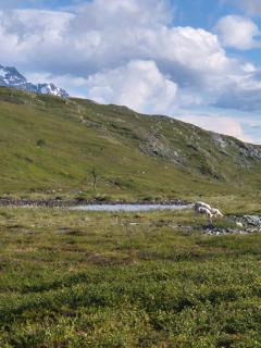 100 år gammelt hus i vakre Ullsfjord! - 5