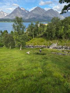 100 år gammelt hus i vakre Ullsfjord! - 4