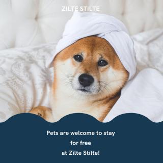 ZILTE STILTE - 4