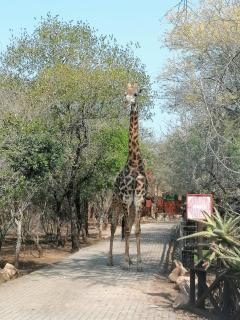 UBEJANI Safari Lodge - Marloth Park - 7