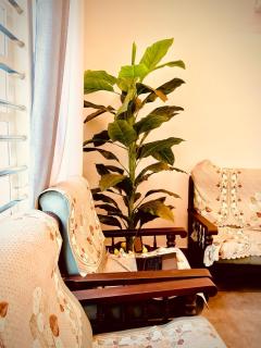 Premium Entire Villa in Fort Kochi NITZ AL BAYT - 7