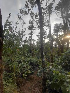 Western Ghats Hill View Retreat - 3
