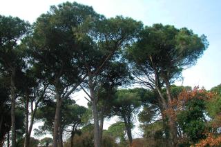 Ariston Vacanze - Marina di Ravenna - 9