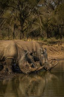 Tshukudu Game Lodge - 7