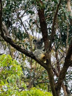 Kookaburra Cottage Nature Stay - 3