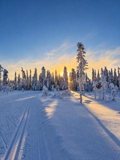 Villa Priddy-Lapland Luxury with hot tub and sauna - 9