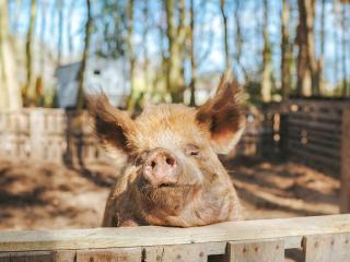 Chere Amie-Qu7616 - Melton Constable - 1