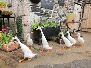 Rebecca Puddle Duck Cottage - 6