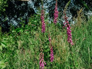Il Prato Di Mimi-Uk36576 - 2
