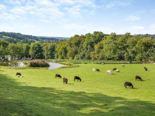 Shadi - Uk45069 - Derwydd - 7