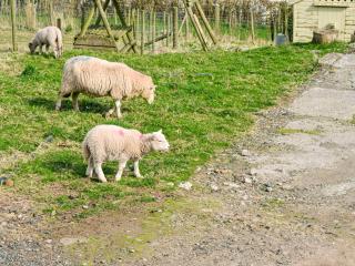 Ty Olwyn Bach - Uk36418 - 2