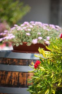 Residence Le Vigne - Ischia - 1