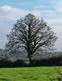 Rose Cottage - Inagh - 4