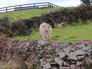 Rose Cottage - Inagh - 7