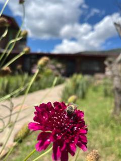 Cabaña MALAVI Colibrí - 1