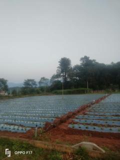 Haneeshya Resort & Strawberry farm - 6