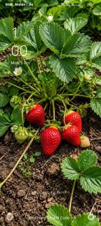Haneeshya Resort & Strawberry farm - 2