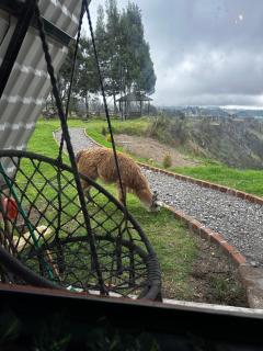 Toachi Glamping - 9